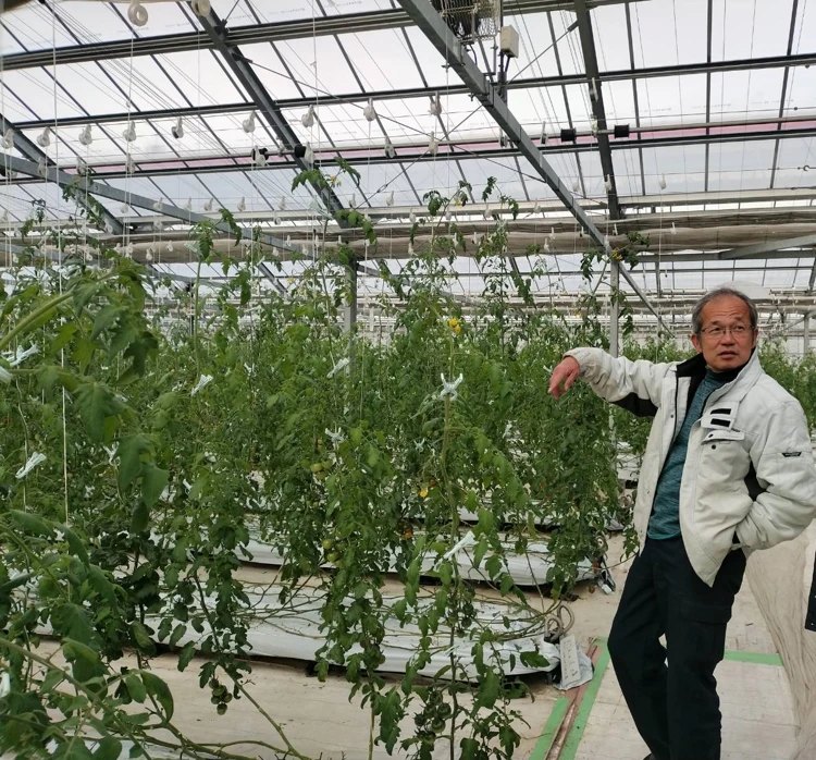 トマトのハウスで、作物を前に話す生産者